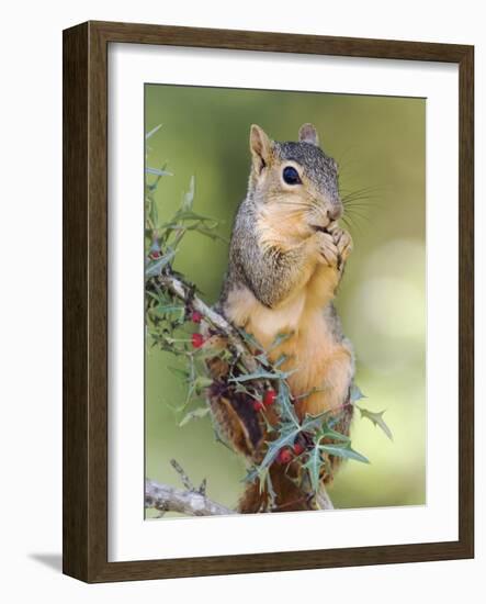 Eastern Fox Squirrel Eating Berries, Uvalde County, Hill Country, Texas, USA-Rolf Nussbaumer-Framed Photographic Print