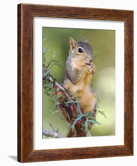 Eastern Fox Squirrel Eating Berries, Uvalde County, Hill Country, Texas, USA-Rolf Nussbaumer-Framed Photographic Print