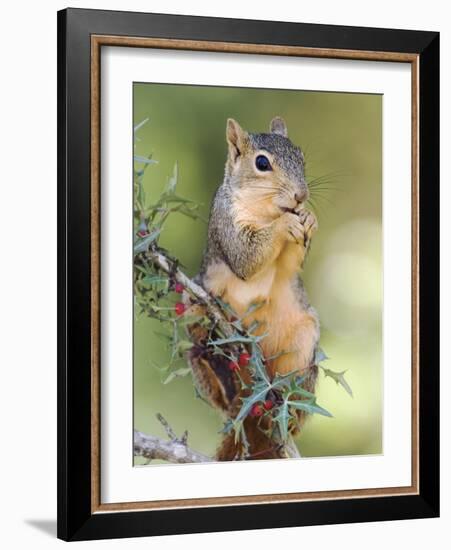 Eastern Fox Squirrel Eating Berries, Uvalde County, Hill Country, Texas, USA-Rolf Nussbaumer-Framed Photographic Print