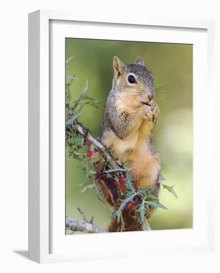 Eastern Fox Squirrel Eating Berries, Uvalde County, Hill Country, Texas, USA-Rolf Nussbaumer-Framed Photographic Print