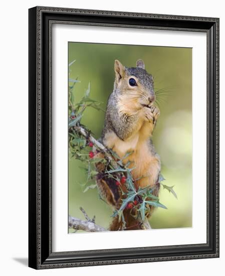 Eastern Fox Squirrel Eating Berries, Uvalde County, Hill Country, Texas, USA-Rolf Nussbaumer-Framed Photographic Print