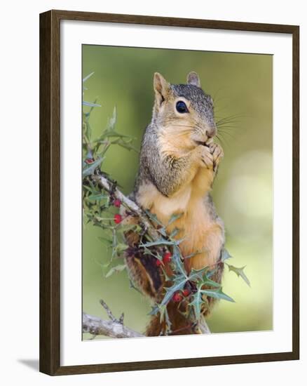 Eastern Fox Squirrel Eating Berries, Uvalde County, Hill Country, Texas, USA-Rolf Nussbaumer-Framed Photographic Print