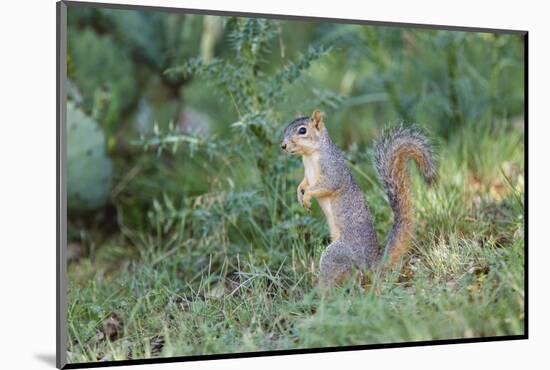 Eastern Fox Squirrel Foraging on Forest Floor-Larry Ditto-Mounted Photographic Print