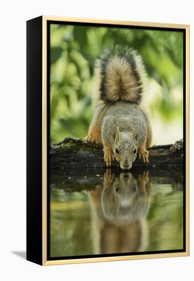 Eastern Fox Squirrel, Sciurus Niger, drinking, Hill Country, Texas, USA-Rolf Nussbaumer-Framed Premier Image Canvas