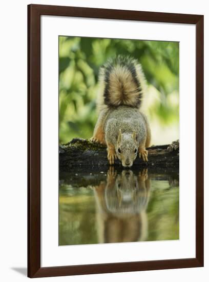 Eastern Fox Squirrel, Sciurus Niger, drinking, Hill Country, Texas, USA-Rolf Nussbaumer-Framed Premium Photographic Print
