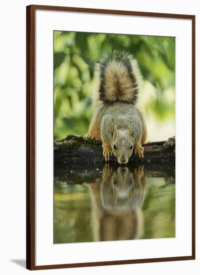 Eastern Fox Squirrel, Sciurus Niger, drinking, Hill Country, Texas, USA-Rolf Nussbaumer-Framed Premium Photographic Print