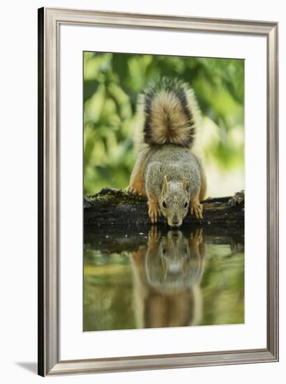 Eastern Fox Squirrel, Sciurus Niger, drinking, Hill Country, Texas, USA-Rolf Nussbaumer-Framed Premium Photographic Print