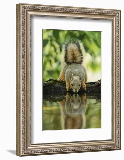 Eastern Fox Squirrel, Sciurus Niger, drinking, Hill Country, Texas, USA-Rolf Nussbaumer-Framed Photographic Print