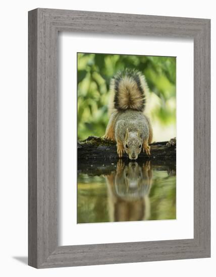 Eastern Fox Squirrel, Sciurus Niger, drinking, Hill Country, Texas, USA-Rolf Nussbaumer-Framed Photographic Print