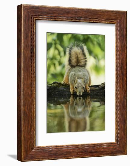 Eastern Fox Squirrel, Sciurus Niger, drinking, Hill Country, Texas, USA-Rolf Nussbaumer-Framed Photographic Print