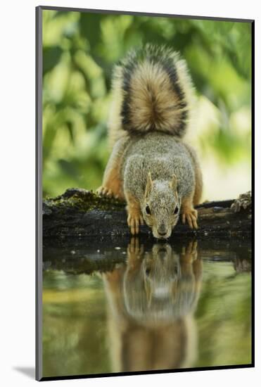 Eastern Fox Squirrel, Sciurus Niger, drinking, Hill Country, Texas, USA-Rolf Nussbaumer-Mounted Photographic Print