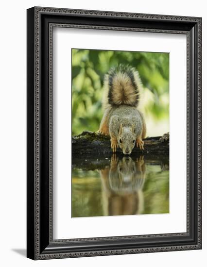 Eastern Fox Squirrel, Sciurus Niger, drinking, Hill Country, Texas, USA-Rolf Nussbaumer-Framed Photographic Print