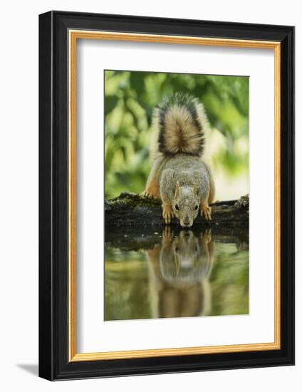 Eastern Fox Squirrel, Sciurus Niger, drinking, Hill Country, Texas, USA-Rolf Nussbaumer-Framed Photographic Print