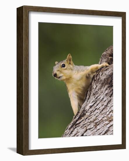 Eastern Fox Squirrel, Uvalde County, Hill Country, Texas, USA-Rolf Nussbaumer-Framed Photographic Print