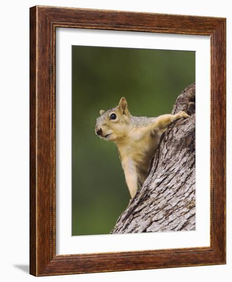 Eastern Fox Squirrel, Uvalde County, Hill Country, Texas, USA-Rolf Nussbaumer-Framed Photographic Print