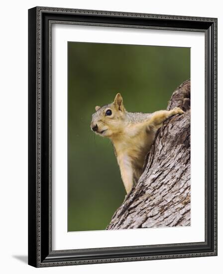 Eastern Fox Squirrel, Uvalde County, Hill Country, Texas, USA-Rolf Nussbaumer-Framed Photographic Print