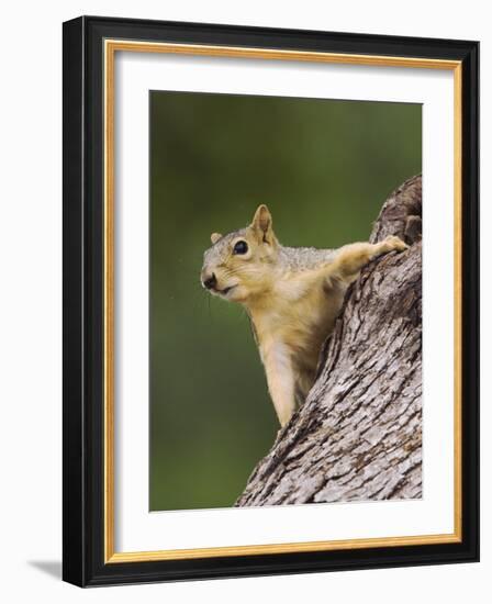 Eastern Fox Squirrel, Uvalde County, Hill Country, Texas, USA-Rolf Nussbaumer-Framed Photographic Print