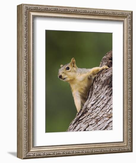 Eastern Fox Squirrel, Uvalde County, Hill Country, Texas, USA-Rolf Nussbaumer-Framed Photographic Print