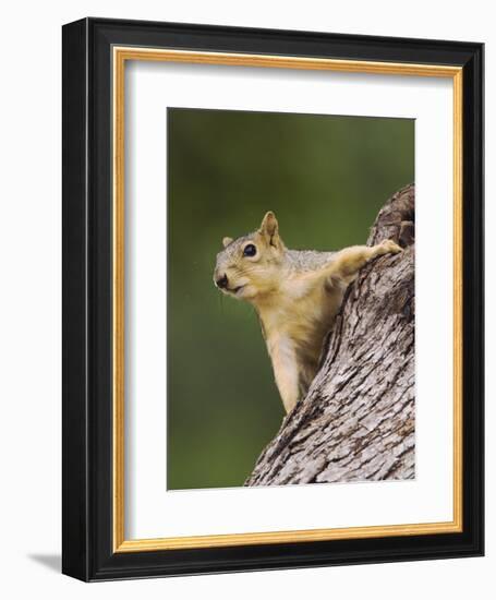 Eastern Fox Squirrel, Uvalde County, Hill Country, Texas, USA-Rolf Nussbaumer-Framed Photographic Print