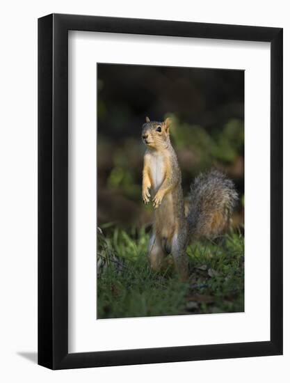 Eastern Fox Squirrel Watching for Predators-Larry Ditto-Framed Photographic Print