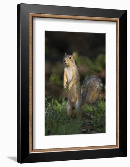 Eastern Fox Squirrel Watching for Predators-Larry Ditto-Framed Photographic Print
