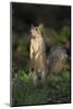 Eastern Fox Squirrel Watching for Predators-Larry Ditto-Mounted Photographic Print