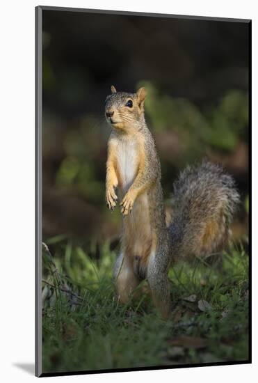 Eastern Fox Squirrel Watching for Predators-Larry Ditto-Mounted Photographic Print