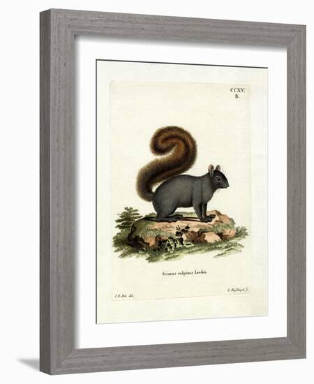 Eastern Fox Squirrel-null-Framed Giclee Print