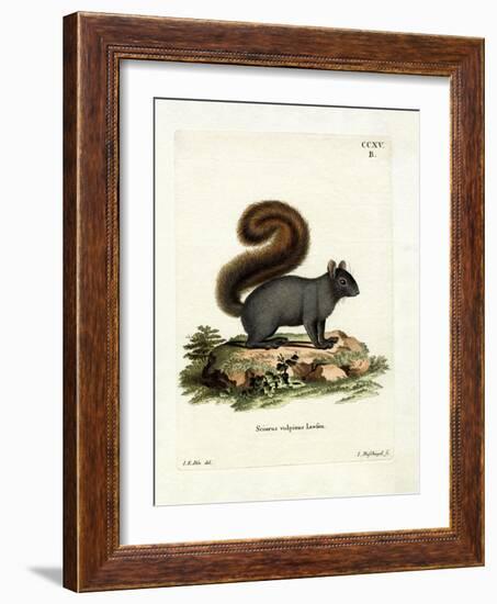 Eastern Fox Squirrel-null-Framed Giclee Print