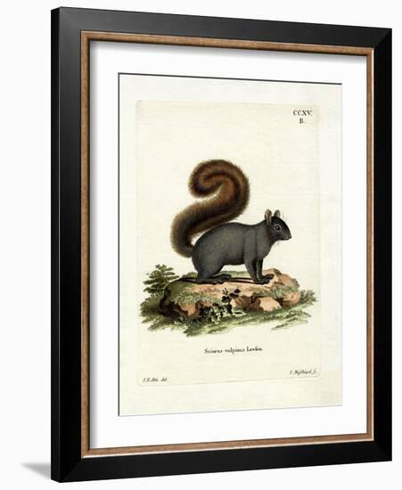 Eastern Fox Squirrel-null-Framed Giclee Print