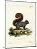 Eastern Fox Squirrel-null-Mounted Giclee Print