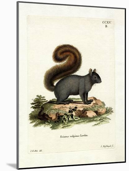 Eastern Fox Squirrel-null-Mounted Giclee Print