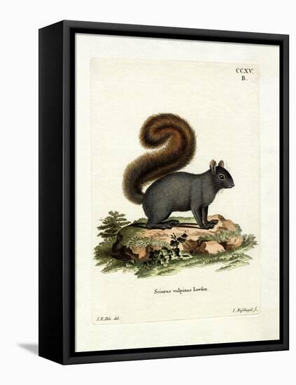 Eastern Fox Squirrel-null-Framed Premier Image Canvas