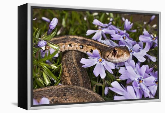 Eastern Garter Snake in Creeping Phlox, Thamnophis Sirtalis Sirtalis, Kentucky-Adam Jones-Framed Premier Image Canvas