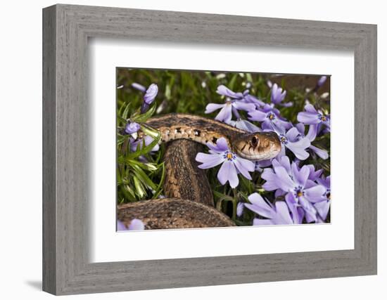 Eastern Garter Snake in Creeping Phlox, Thamnophis Sirtalis Sirtalis, Kentucky-Adam Jones-Framed Photographic Print