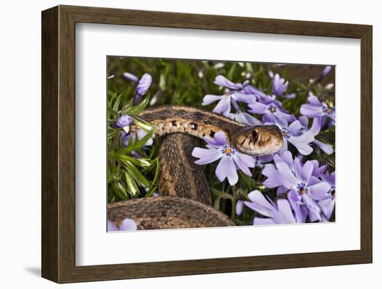 Eastern Garter Snake in Creeping Phlox, Thamnophis Sirtalis Sirtalis, Kentucky-Adam Jones-Framed Photographic Print