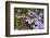 Eastern Garter Snake in Creeping Phlox, Thamnophis Sirtalis Sirtalis, Kentucky-Adam Jones-Framed Photographic Print