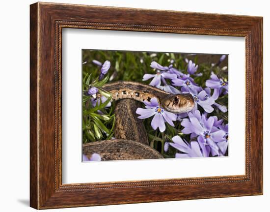 Eastern Garter Snake in Creeping Phlox, Thamnophis Sirtalis Sirtalis, Kentucky-Adam Jones-Framed Photographic Print