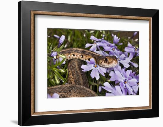 Eastern Garter Snake in Creeping Phlox, Thamnophis Sirtalis Sirtalis, Kentucky-Adam Jones-Framed Photographic Print