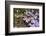 Eastern Garter Snake in Creeping Phlox, Thamnophis Sirtalis Sirtalis, Kentucky-Adam Jones-Framed Photographic Print