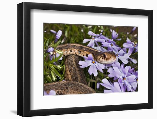 Eastern Garter Snake in Creeping Phlox, Thamnophis Sirtalis Sirtalis, Kentucky-Adam Jones-Framed Photographic Print