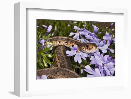 Eastern Garter Snake in Creeping Phlox, Thamnophis Sirtalis Sirtalis, Kentucky-Adam Jones-Framed Photographic Print