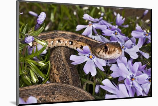 Eastern Garter Snake in Creeping Phlox, Thamnophis Sirtalis Sirtalis, Kentucky-Adam Jones-Mounted Photographic Print