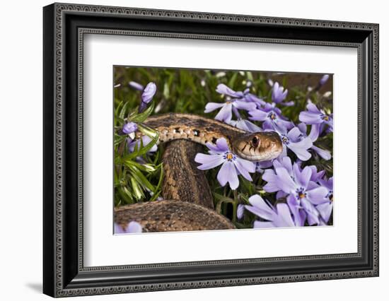 Eastern Garter Snake in Creeping Phlox, Thamnophis Sirtalis Sirtalis, Kentucky-Adam Jones-Framed Photographic Print