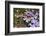 Eastern Garter Snake in Creeping Phlox, Thamnophis Sirtalis Sirtalis, Kentucky-Adam Jones-Framed Photographic Print