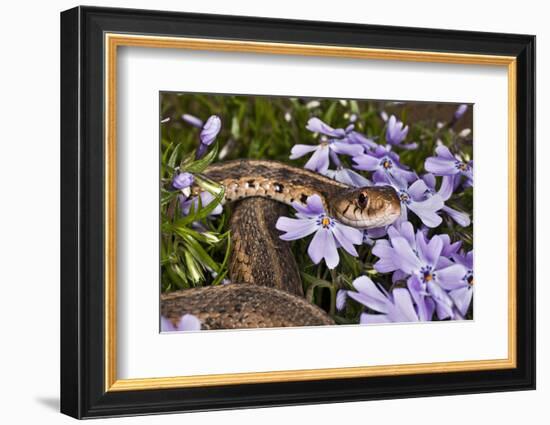 Eastern Garter Snake in Creeping Phlox, Thamnophis Sirtalis Sirtalis, Kentucky-Adam Jones-Framed Photographic Print