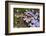 Eastern Garter Snake in Creeping Phlox, Thamnophis Sirtalis Sirtalis, Kentucky-Adam Jones-Framed Photographic Print