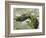 Eastern Garter Snakes mating, Ottawa National Wildlife Refuge, Ohio-Maresa Pryor-Framed Photographic Print