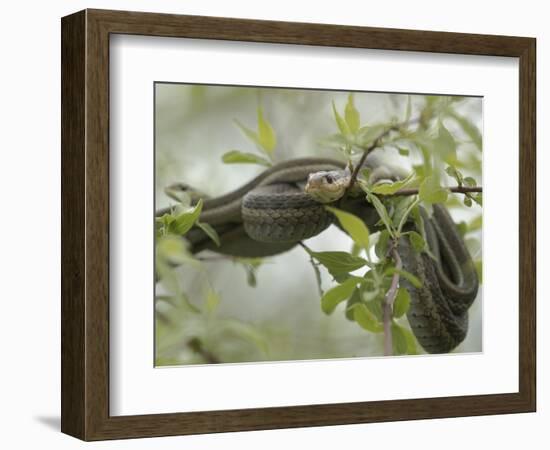 Eastern Garter Snakes mating, Ottawa National Wildlife Refuge, Ohio-Maresa Pryor-Framed Photographic Print