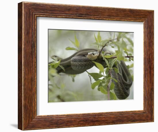 Eastern Garter Snakes mating, Ottawa National Wildlife Refuge, Ohio-Maresa Pryor-Framed Photographic Print